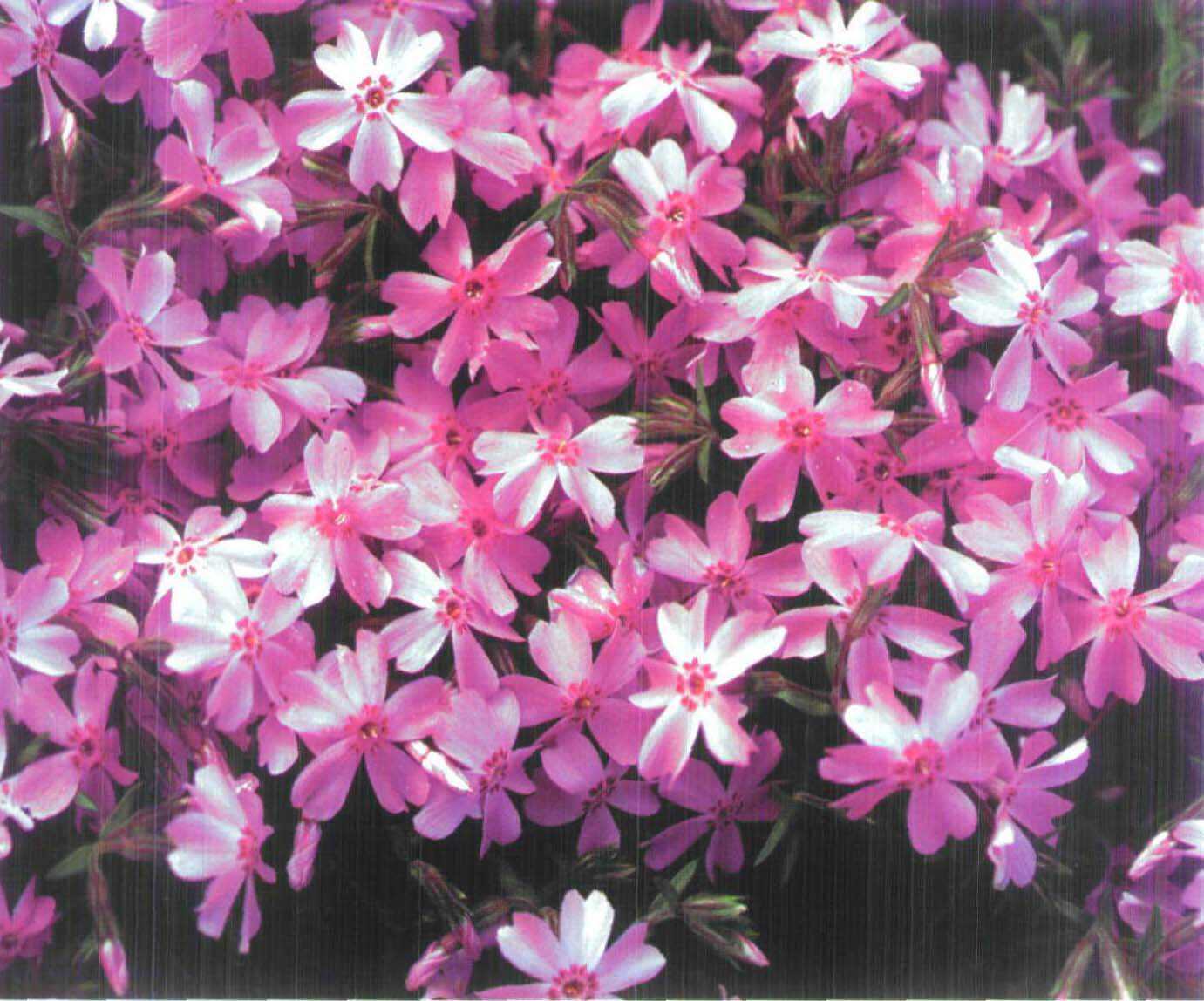 针叶福禄考花荵科福禄考属